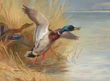 Mallards rising by Archibald Thorburn, 1931, watercolor, sold Dec 2022