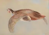 A partridge in flight by Archibald Thorburn, watercolour and bodycolourSigned, sold Dec 2022