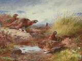 Red grouse by Archibald Thorburn, 1928, watercolor, sold Dec 2022