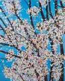 H9-1 Justice (The Virtues) Laminated giclée print on aluminum composite panel, 2021 by Damien Hirst, print, offered Dec 2022