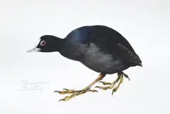The coot, study for book of british birds by Raymond Ching, Gouache, sold Oct 2022