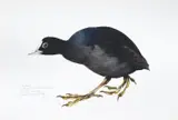 The coot, study for book of british birds by Raymond Ching, Gouache, sold Oct 2022