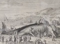 A Beached Whale between Scheveningen and Katwijk, sheet overall 29 x 36cm by Gilham van der Gouwen, engraving, sold Jun 2023