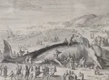 A Beached Whale between Scheveningen and Katwijk, sheet overall 29 x 36cm by Gilham van der Gouwen, engraving, sold Jun 2023