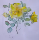 Single yellow rose' and 'Yellow violet by Brenda Moore, watercolor, offered May 2023