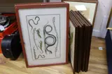 Locupltissimi by Albertus Seba, print (other), sold Apr 2023