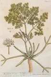Studies of field flowers, visible sheet 30.5 x 20cm by Elizabeth Blackwell, print (other), sold Apr 2023