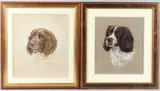 Study of a Springer Spaniel by Kath Brooks, pastel, sold May 2025