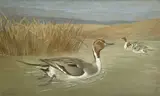 Pin-tail Duck by Frank Paton, 1902, watercolour, offered Jul 2023