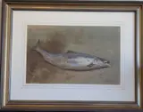 Study of a Salmon upon a River Bank by Archibald Thorburn Fzs, Watercolour & gouache, sold Jun 2021