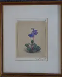 Anemones'; signed in the margin lower right, later parcel-gilt glazed frame by Mary Cole, watercolour, sold Jun 2021