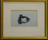 Study of a Tufted Duck (male) by Philip Rickman, Gouache, sold Jun 2021