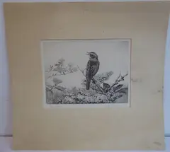 Sedge Warblers by Winifred Austen, etching, sold Jun 2021