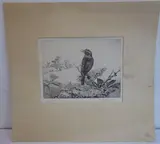 Sedge Warblers by Winifred Austen, etching, sold Jun 2021