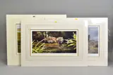 Elephants and Cheetahs, all signed to lower margin, mounted, unframed, largest mount size approximately 69cm x 48cm (4) (condition: small marks to corners) by Spencer Hodge, print (other), sold Jul 2020