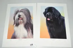 Black Newfoundland by Nigel Hemming, pencil, sold Jul 2020