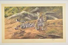 'Dawns First Scent', a Limited Edition print of a Leopard at rest, by Anthony Gibbs, print, sold Mar 2020