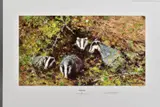 'Badgers', a Limited Edition print, signed to lower margin with blind by David Shepherd, print, sold Mar 2020