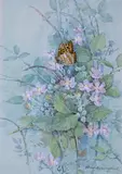 Small Pearl Bordered FritillarySignedWatercolour24 by Gordon Beningfield, Watercolour, sold Jun 2019