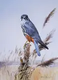 A hobby on a branch among the reedsSignedWatercolour50 by Edwin Penny, Watercolour, sold Jun 2019