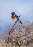 A Stonechat on a bracken stalkSignedWatercolour with bodycolour21 by George Edward Lodge, Watercolour with bodycolour, sold Jun 2019