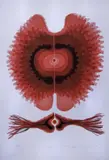 Bion by Tadek Beutlich, print (other), offered Jun 2019