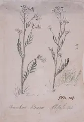 Ragwort by James Ward, pencil, sold Mar 2019