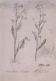 Ragwort by James Ward, pencil, sold Mar 2019