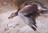 Greylag GooseSigned with initials Watercolour and bodycolour on buff by Archibald Thorburn, Watercolour and bodycolour on buff paper, offered Mar 2019