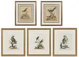 ORNITHOLOGICAL PRINTS, LOT OF FIVE by George Edwards, hand-colored engravings on paper, sold Apr 2023