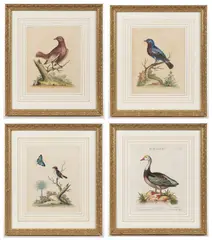ORNITHOLOGICAL PRINTS, LOT OF FOUR by George Edwards, hand-colored engraving on paper, sold Apr 2023