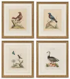 ORNITHOLOGICAL PRINTS, LOT OF FOUR by George Edwards, hand-colored engraving on paper, sold Apr 2023