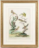 ORNITHOLOGICAL PRINT by Johann Jakob Haid, hand-colored engraving on paper, sold Apr 2023