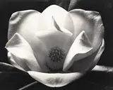 Magnolia At Night by Max Dupain, 1982, silver gelatin photograph, sold Apr 2014