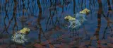 Kiup Bulla Gookoop (Three Frogs) by Lin Onus, gouache on paper, sold Nov 2013