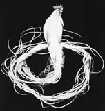 White Onagadori by Michael Zavros, 2007, charcoal on paper, offered Nov 2013