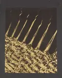 Partie supérieure du sabot d'un cheval, c. 1930 Micrographie décorative, planche IV by Laure Albin Guillot, Épreuve Fresson d'époque sur papier doré, contrecollée sur carton, sold Jun 2021