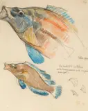 Deux poissons by Théo van Rysselberghe, 1909, Crayon et aquarelle sur papier, sold Dec 2017