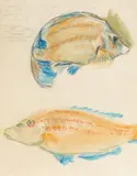 Deux poissons by Théo van Rysselberghe, 1909, Crayon et aquarelle sur papier, sold Dec 2017