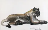 Lionne couchée by Georges Lucien Guyot, 1938, Encre de chine et aquarelle signée, sold Mar 2014