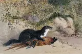Fouine saisissant un faisan by Newton Smith Fielding, 1884, Aquarelle signée et datée en bas à droite, sold Feb 2014