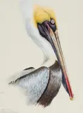 Brown Pelican by Terence Michael Shortt, 1965, watercolour on paper, sold Aug 2022