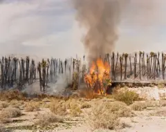 Desert Fire # 1 by Richard Misrach, 1983, Farbphotographie, 1986, sold Nov 2007