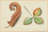 Stillleben mit Herbstblättern by Niklaus Stoecklin, 1962, watercolor, sold Mar 2025