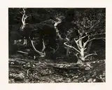 Untitled by Edward Weston, 1940, Silver gelatin print, offered May 2015