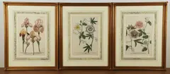 (3) hand colored botanical etchings by Johann Weinmann, etching with hand coloring, sold Jul 2024