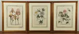 (3) hand colored botanical etchings by Johann Weinmann, etching with hand coloring, sold Jul 2024