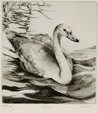 Untitled by Liza Jones ''Waluga'', Etching 15''x11'' Sheet, sold Aug 2023