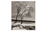Untitled by Alfred Eisenstaedt, print, offered Nov 2023