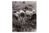 Untitled by Yale Joel, Silver gelatin print, printed, offered Nov 2023